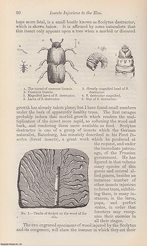 Imagen del vendedor de Insects Injurious to The Elm. An original uncommon article from the Intellectual Observer, 1863. a la venta por Cosmo Books