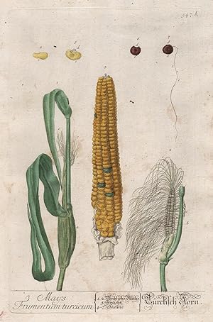 "Mays Frumentum turcicum - Türckisch Korn" - Mais Zea mays Maize Kukuruz Getreide cereals Pflanze...