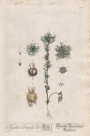 "Nigella hortensis - Garten Schwarzer Kümmel" - Kümmel Caraway Acker-Schwarzkümmel wild fennel fl...