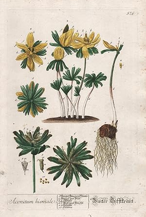 "Aconitum hiemale - Winter Gifftkraut" - Winterling Eranthis hyemalis winter aconite Pflanze plan...