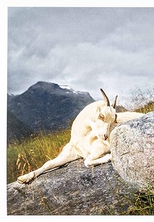 Seller image for The Sheep and the Goats [SIGNED LIMITED EDITION WITH ORIGINAL PHOTOGRAPH] for sale by ERIC CHAIM KLINE, BOOKSELLER (ABAA ILAB)