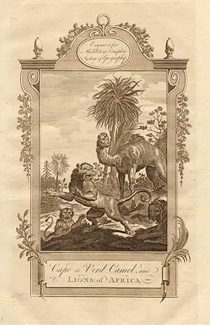 Bild des Verkufers fr Cape de Verd camel, and lions of Africa zum Verkauf von Antiqua Print Gallery