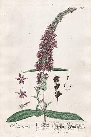 "Salicaria - Rother Weyderich" - Blutweiderich Weiderich Lythrum salicaria purple loosestrife Pfl...