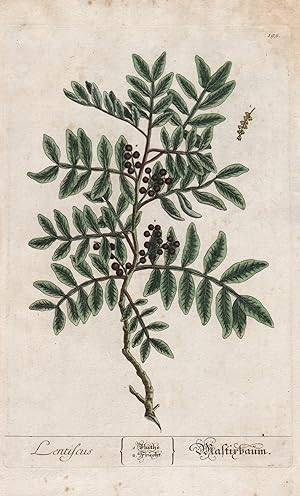 "Lentiscus - Mastirbaum" - Mastixstrauch Pistacia lentiscus Wilde Pistazie lentisk mastic Pflanze...