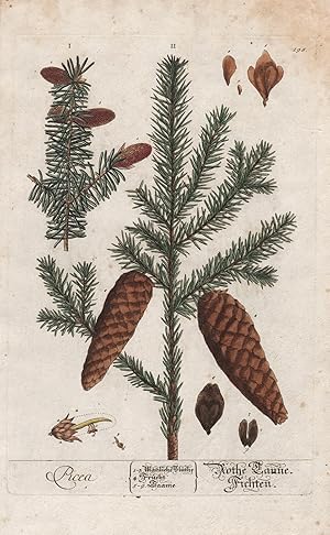 "Picea - Rothe Tanne / Fichten" - Piceoideae Fichte spruce Zapfen cones Nadelbaum Baum tree Pflan...