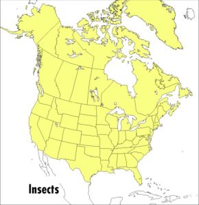 Seller image for A Field Guide to Insects: America North of Mexico (Peterson Field Guides) for sale by ChristianBookbag / Beans Books, Inc.
