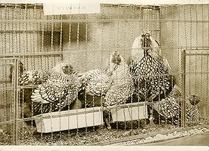 "EXPOSITION D'AVICULTURE (PARIS 1932)" Coq et poules Wyandotte / Photo de presse originale par G....