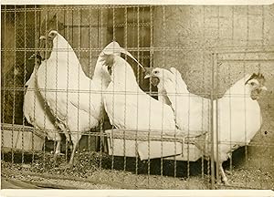 "EXPOSITION D'AVICULTURE (PARIS 1932)" Coq et poules Leghorn / Photo de presse originale par G. D...