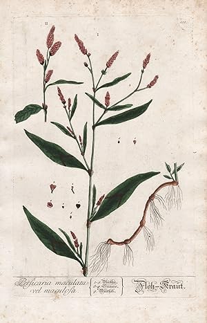 "Persicaria maculata vel maculosa - Floh Kraut" - Floh-Knöterich lady's thumb Flohkraut Pflanze p...