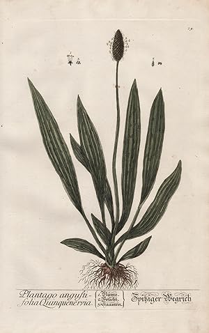"Plantago angustifolia Quinquenervia - Spitzer Wegrich" - Spitzwegerich plantain Spießkraut Lunge...
