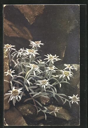 Immagine del venditore per Knstler-Ansichtskarte Photochromie Nr.1222: Leontopodium alpinum, Edelweiss venduto da Bartko-Reher