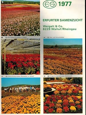 Erfurter Samenzucht Hauptkatalog 1977