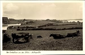 Bild des Verkufers fr Ansichtskarte / Postkarte Lindaunis Boren an der Schlei Angeln, Khe zum Verkauf von akpool GmbH