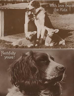 Postcard Puppy unused 87575 