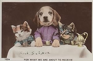 Image du vendeur pour Cats Dogs Grace Before Meals For What We Are About To Receive Postcard mis en vente par Postcard Finder