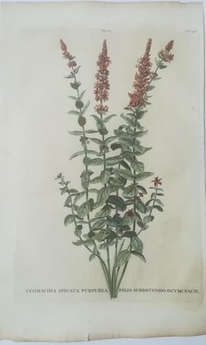 Lysimachia Spicata Purpurea, Folio Subrotundo, Ocymi Facie. Kupferstich Fig. 211 Fol. 743 aus: Ab...