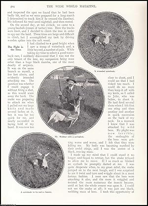 Seller image for A Sportsman in the Wilds : a hunting trip in the African Wilderness. An uncommon original article from the Wide World Magazine, 1914. for sale by Cosmo Books