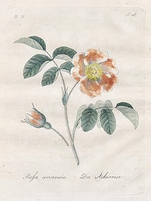 "Rosa arvensis / Die Ackerrose" - field rose Feld-Rose Rosen roses flowers Blumen Botanik botany ...