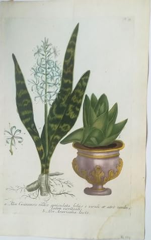 Aloe Guineensis radice geniculata . Aloe Americana levis. Altkolorierter Kupferstich N 75 aus Wei...