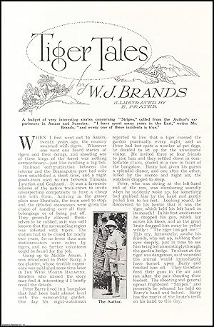 Bild des Verkufers fr Tiger Tales : tigers in Assam. An uncommon original article from the Wide World Magazine, 1925. zum Verkauf von Cosmo Books
