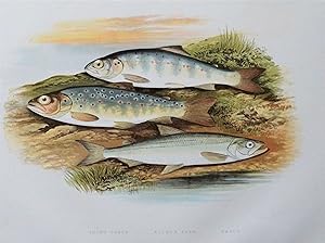 YOUNG TROUT, SALMON PARR, SMELT, Houghton,Lydon original antique fish print 1879