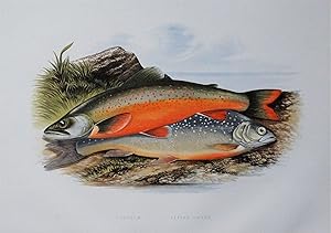 TORGOCH, ALPINE CHARR, Houghton,Lydon original antique fish print 1879