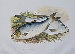 WHITE BREAM, POMERANIAN BREAM, Houghton, Lydon, original antique fish print 1879