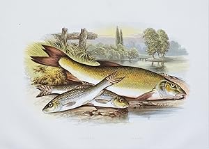 GUDGEON, BARBEL, Houghton, Lydon original antique fish print 1879