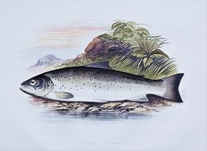 GALWAY SEA TROUT, Houghton, Lydon, original antique fish print 1879