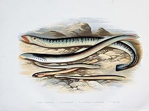 SEA LAMPREY, LAMPERN, Houghton,Lydon original antique fish print 1879