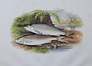 GRAINING, DACE, Houghton, Lydon original antique fish print 1879