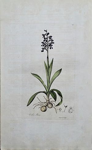 Antique Botanical Print GREEN WINGED ORCHID Curtis Large Flora Londinensis 1777