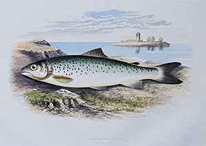 LOCH LEVEN TROUT, Houghton, Lydon, original antique fish print 1879