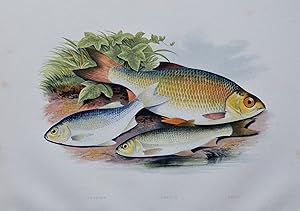 AZURINE, DOBULE, RUDD, Houghton, Lydon original antique fish print 1879
