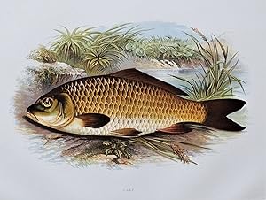 CARP, Houghton, Lydon original antique fish print 1879