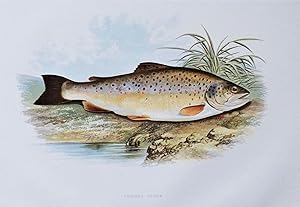 COMMON TROUT, Houghton, Lydon, original antique fish print 1879