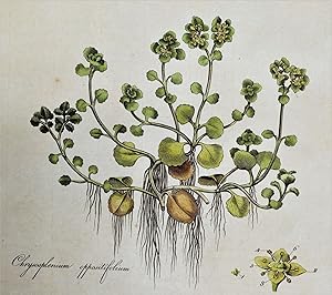 Antique Botanical Print GOLDEN SAXIFRAGE Curtis Large Flora Londinensis 1777