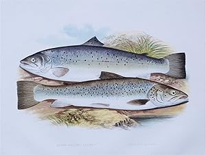 SILVERY SALMON, Short headed Salmon, Houghton, Lydon, antique fish print 1879