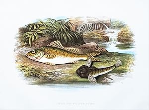 RUFFE, MILLER'S THUMB, Houghton, Lydon original antique fish print 1879