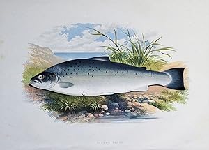 SALMON TROUT, Houghton, Lydon, original antique fish print 1879