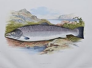 SALMON, (male), Houghton, Lydon, original antique fish print 1879