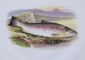 GREAT LAKE TROUT, Houghton, Lydon, original antique fish print 1879