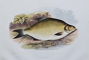 BREAM, Houghton, Lydon, original antique fish print 1879