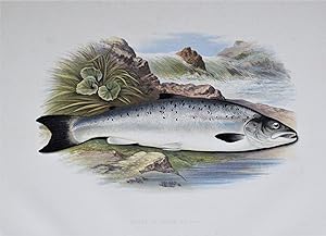 SALMON, Grilse or Young Salmon, Houghton, Lydon original antique fish print 1879