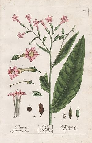 "Petum Tabaccum - Taback" - Nicotiana Tabak tobacco plants Pflanze plant botanical botany Kräuter...