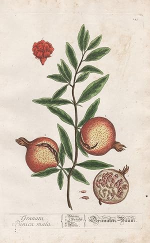 "Granata Punica mala - Granaten-Baum" - Granatapfel Punica granatum Pomegranate fruit Obst Pflanz...