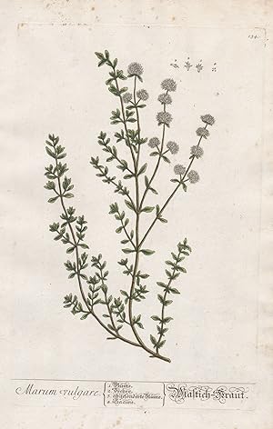 "Marum vulgare - Mastich-Kraut" - Mastichkraut Pflanze plant botanical botany Kräuter herbs flowe...