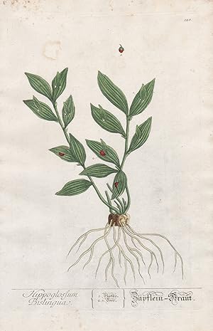 "Hippoglossum Bislingua - Zäpflein-Kraut" - Ruscus hypophyllum Pflanze plant botanical botany Krä...