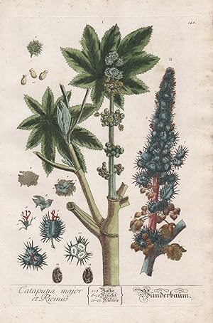 "Cataputia major et Ricinus - Wunderbaum" - Ricinus communis Rizinusbaum castor bean Palma Christ...