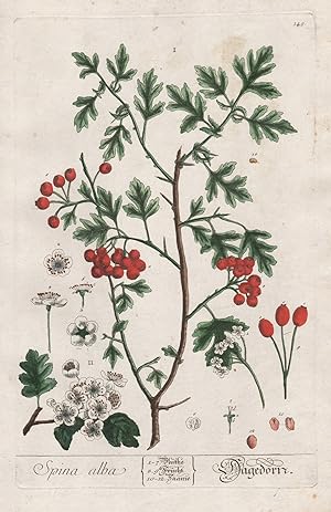 "Spina alba - Hagedorn" - Weißdorne Crataegus hawthorn quickthorn Pflanze plant botanical botany ...